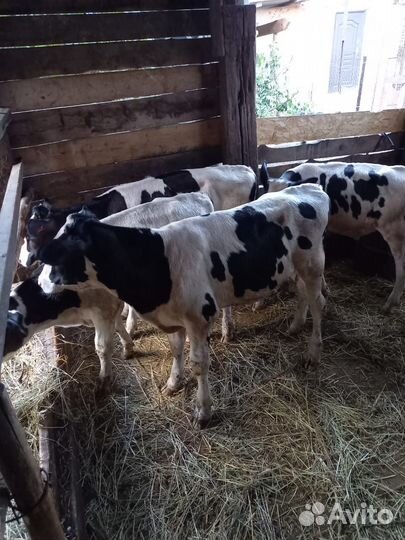 Бычки телята