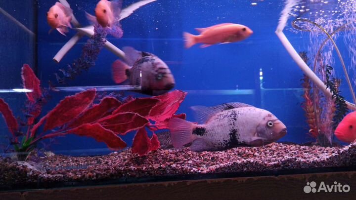 Ремонт аквариумных светильников