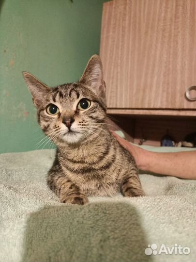 Котенок пеструшечка