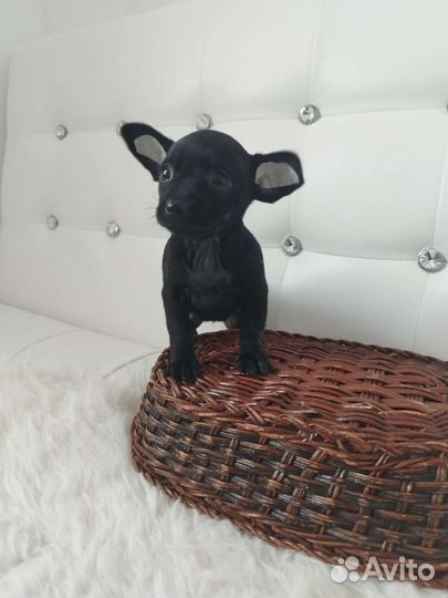 Чихуахуа, тойтерьеры, карликовые пинчеры Доставка