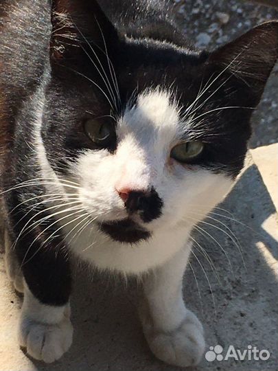 Котик Тимоша 6 мес