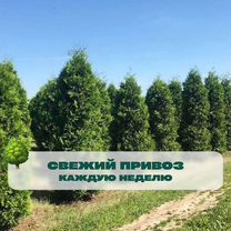 Туя - купить в Красном Селе | Недорогие домашние и садовые