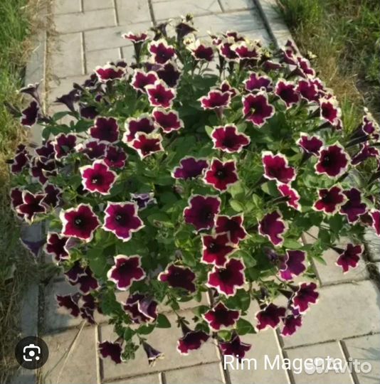 Вегетативная петуния и калибрахоа