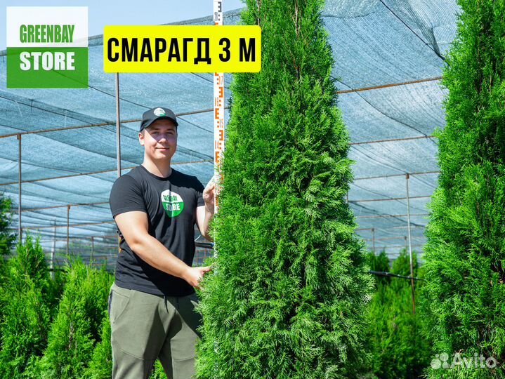 Туя, туи Смарагд, Брабант, Колумна 0,8-3м