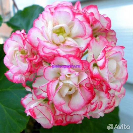 Пеларгония розебудная