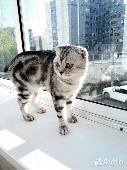 Шотландский кот, мраморный, вязка