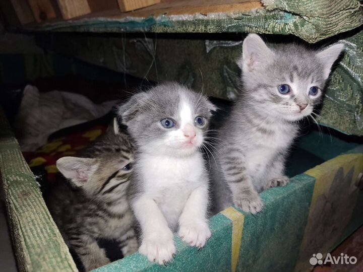 Шотландский вислоухий котенок