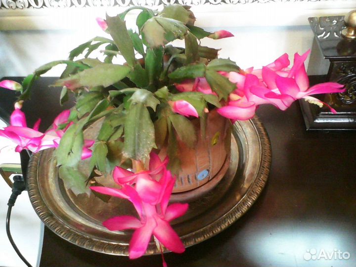 Денежное дерево,кактусы и др