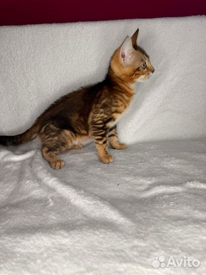 Бенгальские котята