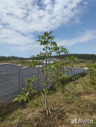 Плодовые деревья