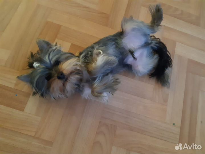 Щенок Йорка