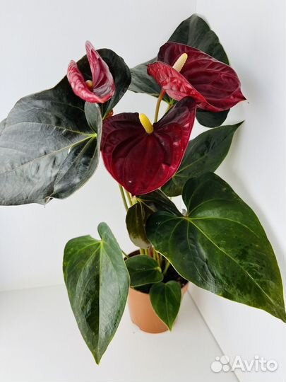 Антуриум деликата