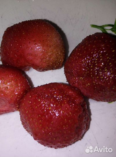 Рассада клубники