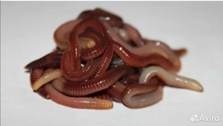 Червь дендробена