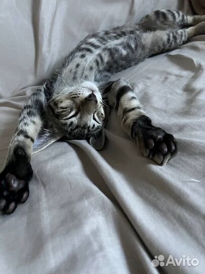 Ориентальный котенок мальчик