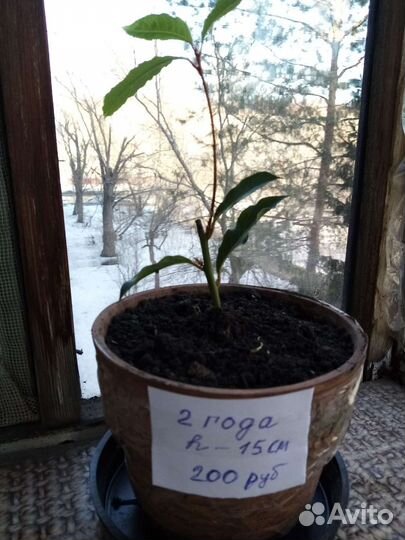 Лавр благородный