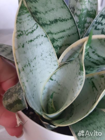 Сансевиерии сортовые Муншайн, Жаде, Уитни.и др