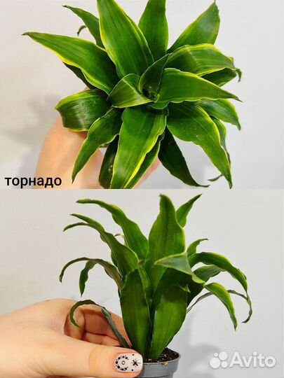 Драцена микс d6