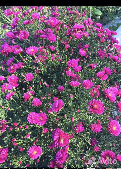 Цветы многолетние садовые