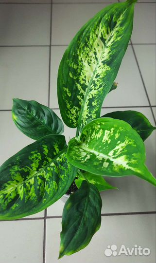 Продам цветы комнатные