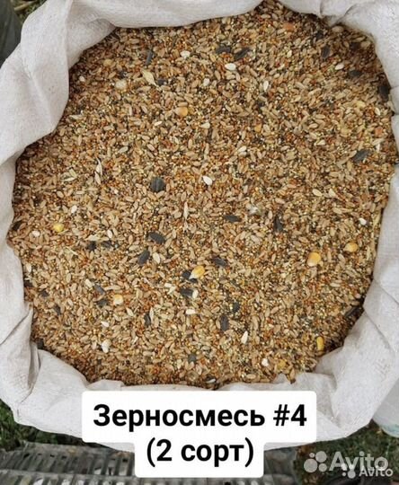 Зерносмеси, пшеница, кукуруза, просо, ячмень