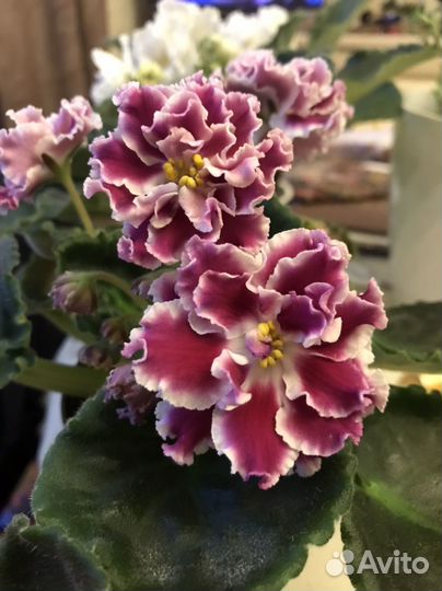 Фиалки сортовые цветущие