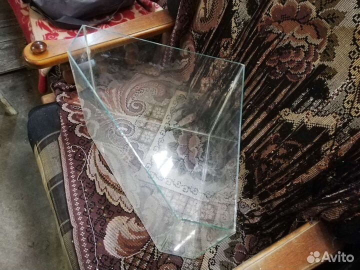 Сомики анциструсы