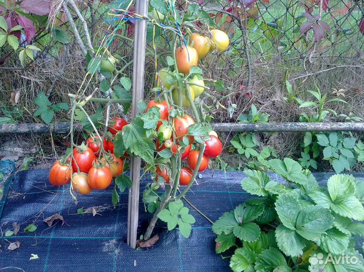 Агроткань 100 гр/м.кв (Беларусь) 2.5х100м