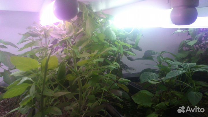 Гидропонная установка