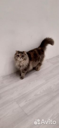 Шотландская кошка