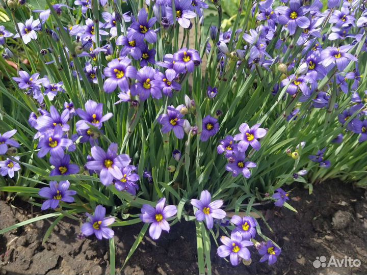 Цветы Голубоглазка узколистная