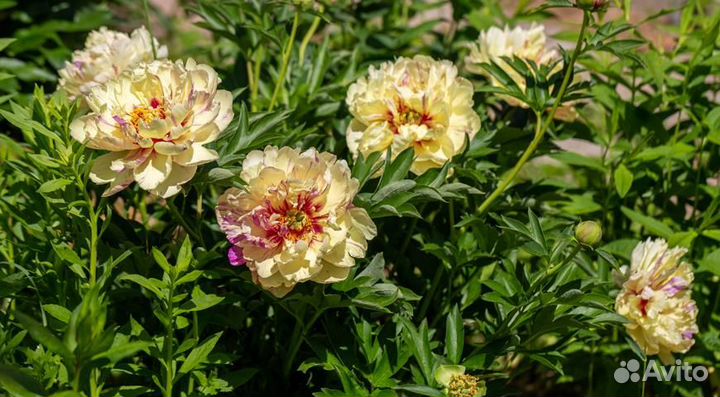 Пионы сортовые саженцы и корни