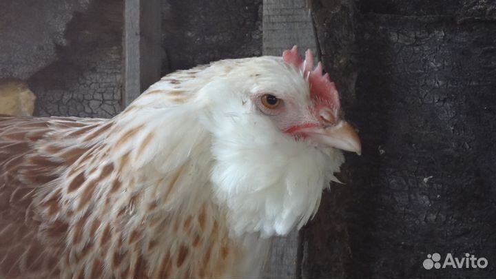 Яйца красивых кур