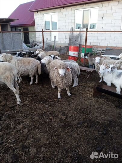 Овцы бараны