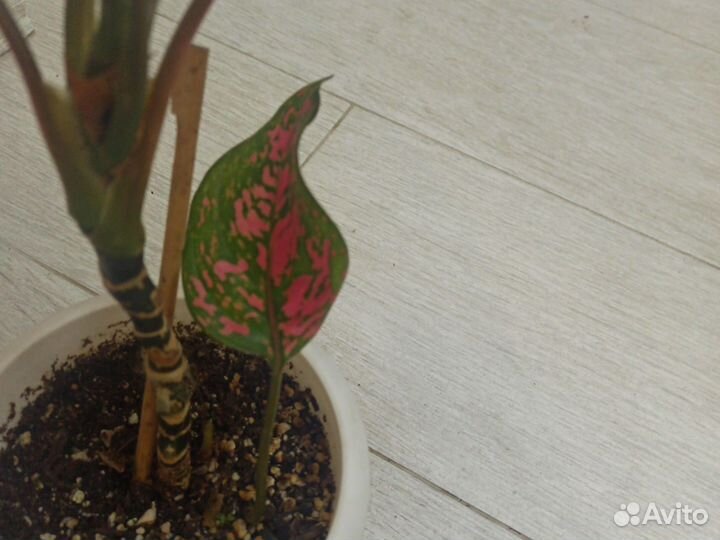 Аглаонемы разные сорта