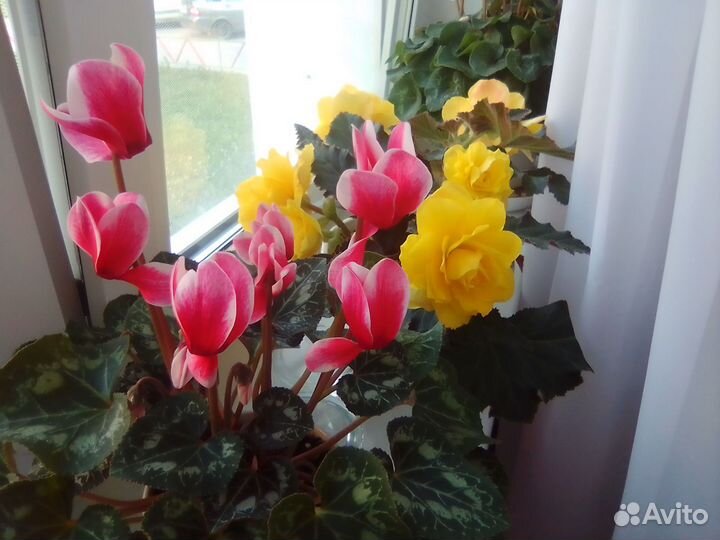 Продам комнатные цветы