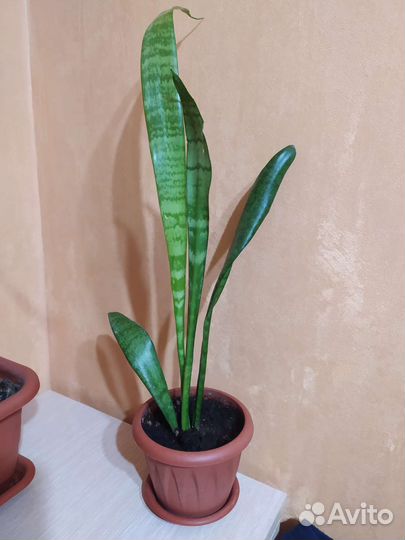 Сансевиерия