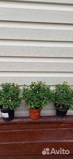 Хризантемы мультифлора