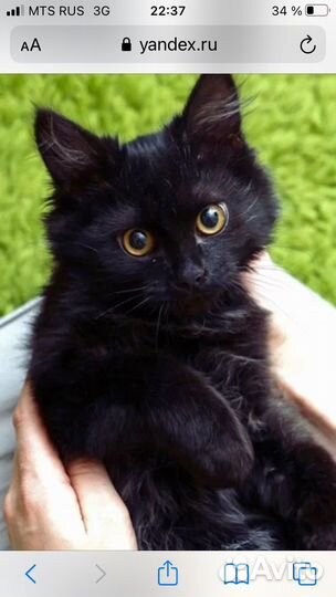 Маленький ласковый котик