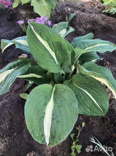 Многолетние садовые цветы