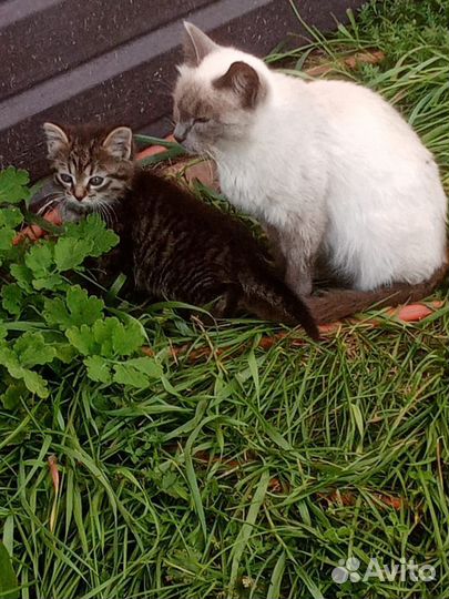 Котята