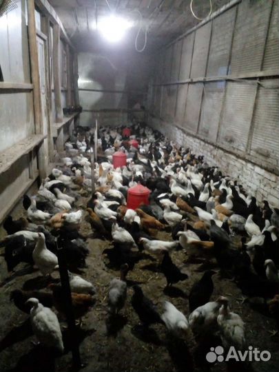 Цыплята помесь