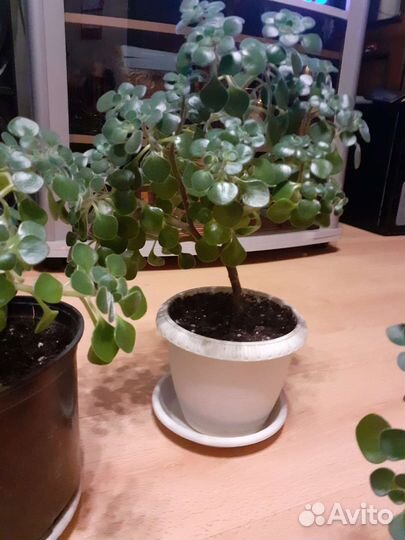 Аихризон дерево любви