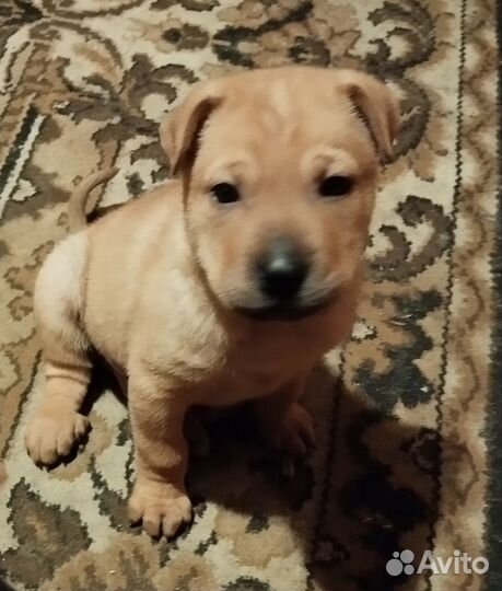 Метис шарпея