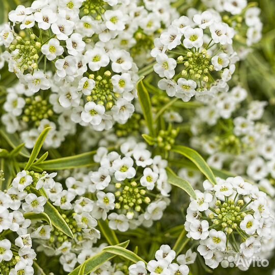 Алиссум Primavera Princess вариегатный