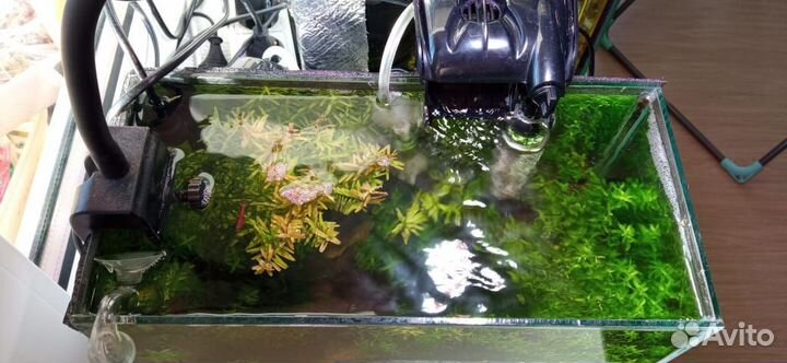 Аквариум. 10л. Креветочник