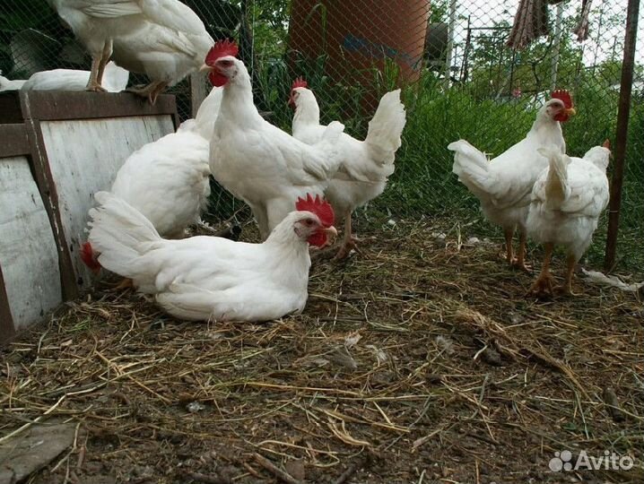Куры несушки Белые