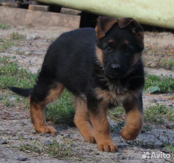 Немецкая овчарка девочка