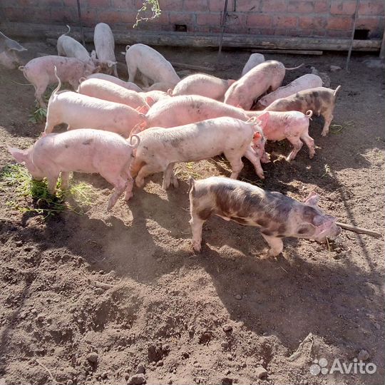 Поросята