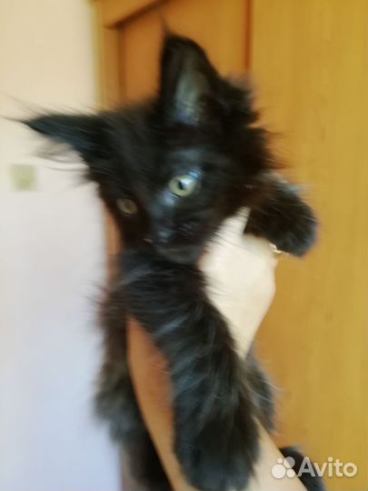 Кошка